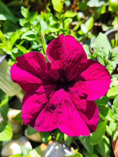 Bela Flor Hibisco Vermelho Jardim — Fotografia de Stock