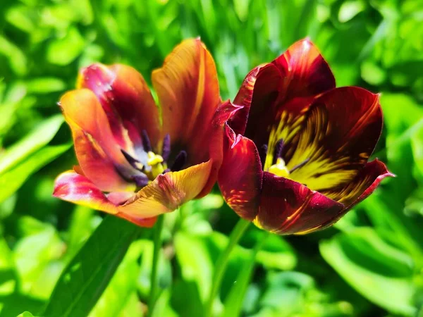 Красивые Цветы Тюльпана Растущие Саду — стоковое фото