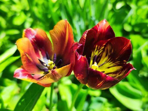 Крупным Планом Вид Красивые Цветы Тюльпана — стоковое фото