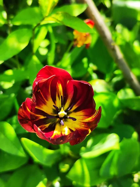 Красивый Красный Цветок Тюльпана Саду — стоковое фото
