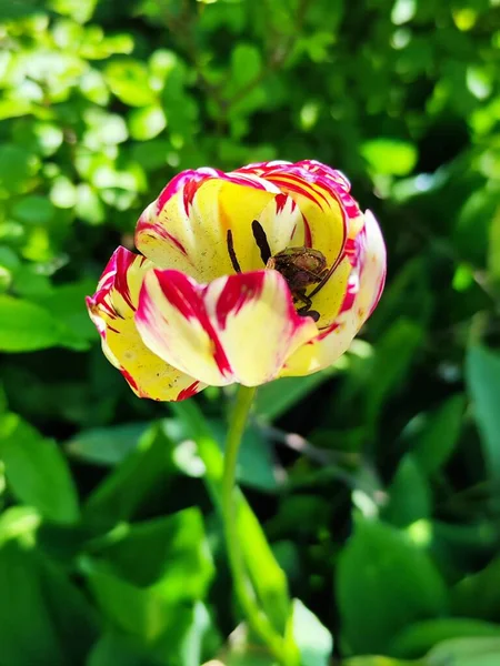 Красивые Красочные Цветы Тюльпан Саду — стоковое фото