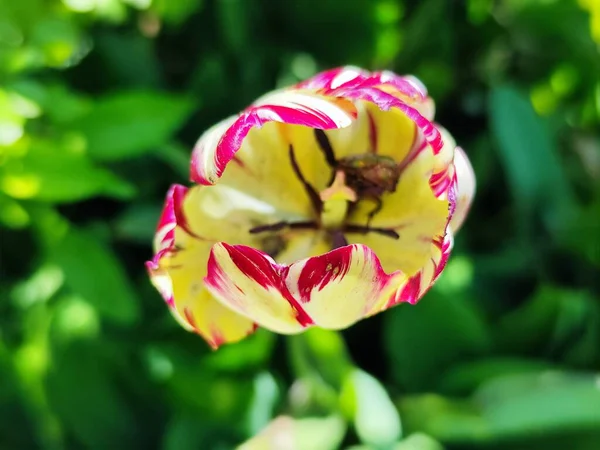 Flor Tulipa Rosa Fundo Borrado — Fotografia de Stock