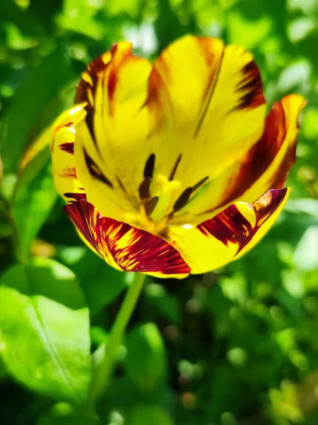 Piękne Żółte Tulipany Ogrodzie — Zdjęcie stockowe