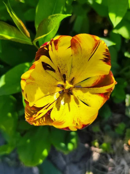 Beautiful Yellow Tulip Flower Background Close View — Stock Photo, Image
