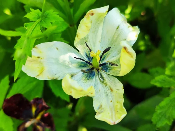 Ένα Όμορφο Λουλούδι Τουλίπας Λευκό Φόντο — Φωτογραφία Αρχείου