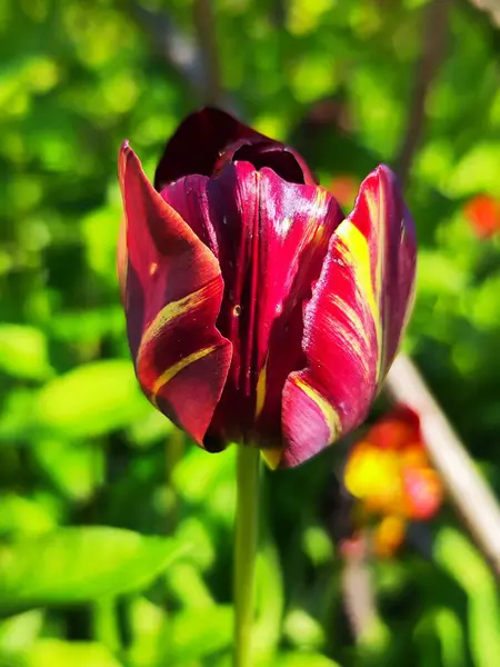 Красивый Красный Тюльпан Растет Саду — стоковое фото