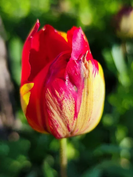 Крупным Планом Красивого Цветущего Тюльпана — стоковое фото