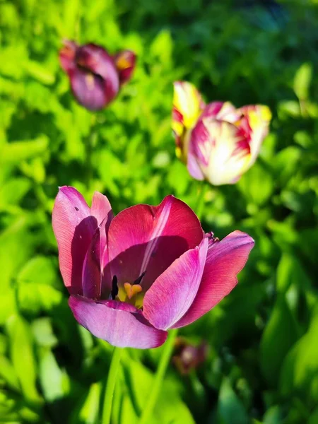 stock image beautiful tulips n the garden