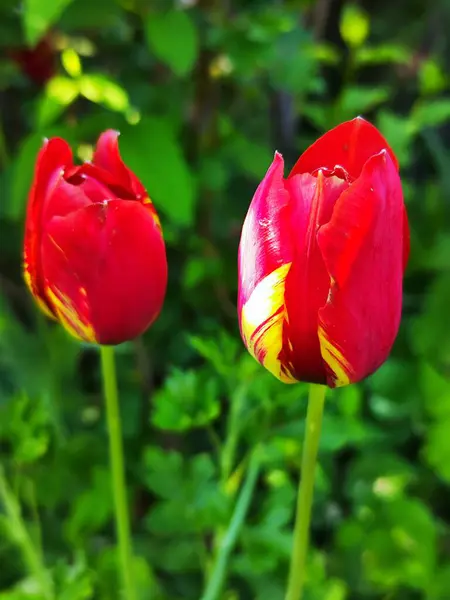 Красивые Тюльпаны Саду — стоковое фото