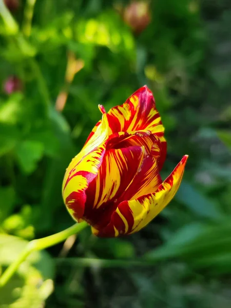 Piękny Tulipan Ogrodzie — Zdjęcie stockowe
