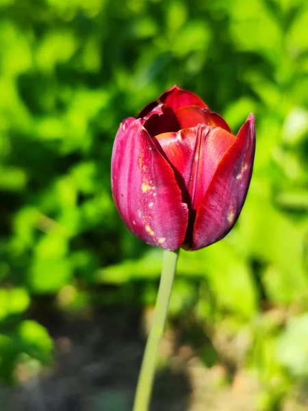 Красивый Тюльпан Саду — стоковое фото