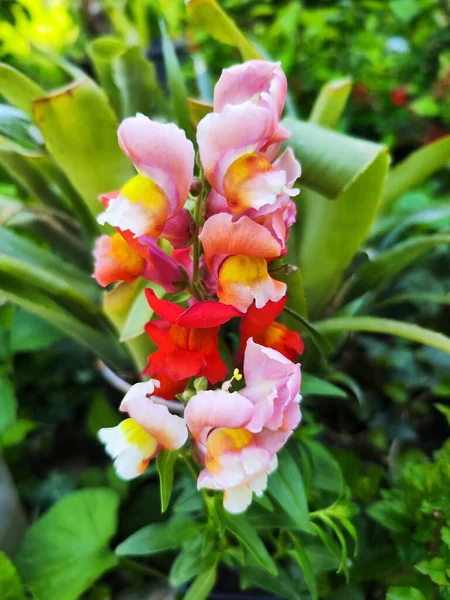 stock image beautiful flowers in the garden