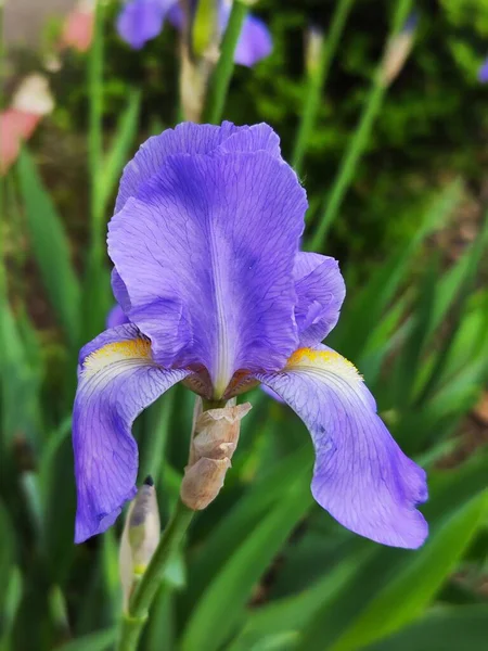 Ίριδας Λουλούδι Στον Κήπο — Φωτογραφία Αρχείου