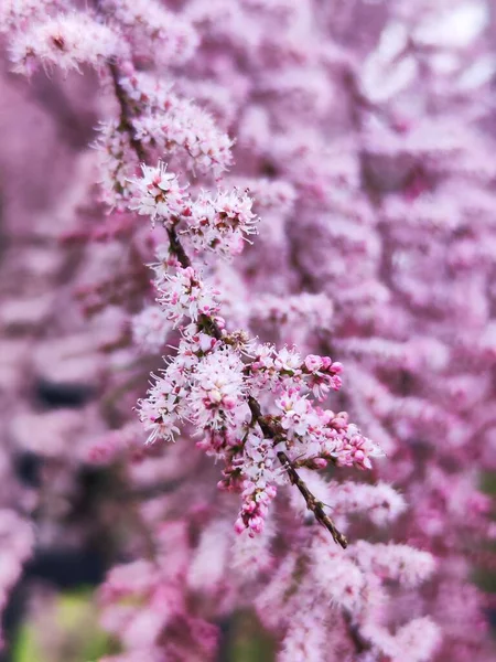 Tamarix Parviflora veya Çiçek Tamarisk