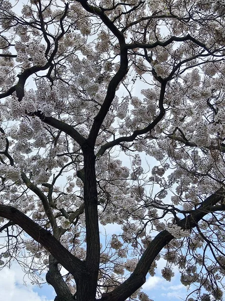 Paulownia, prensesin ağacı.