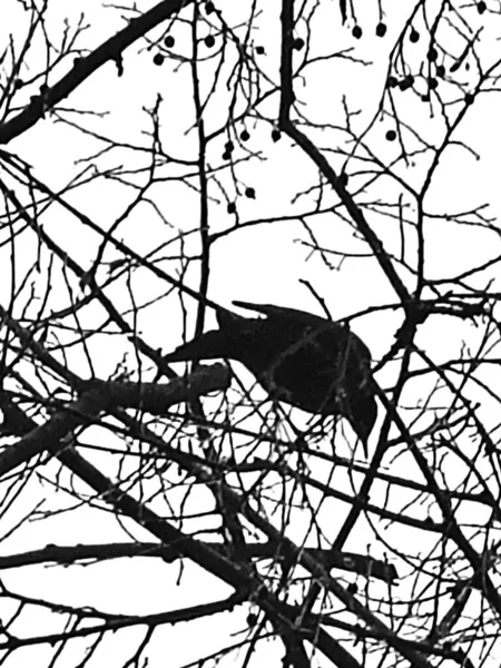 Κλαδιά Δέντρων Χλωρίδα Και Blackbird — Φωτογραφία Αρχείου