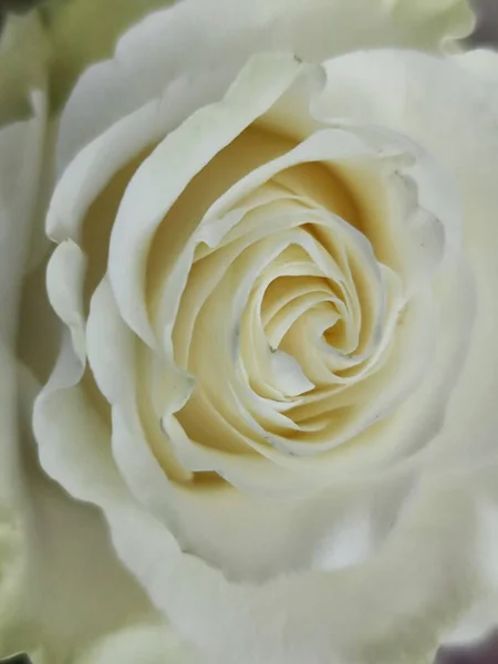 stock image close up of beautiful flower 