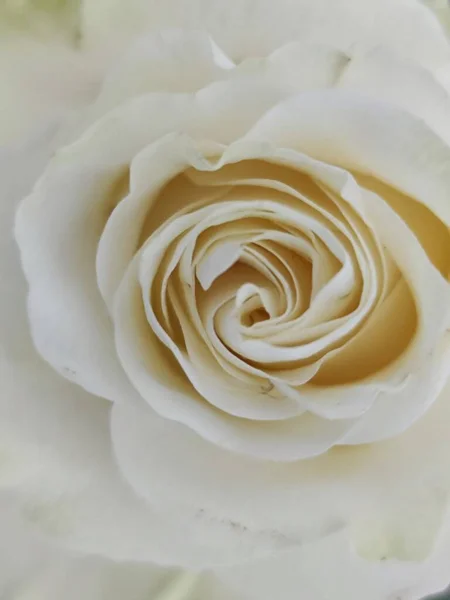 Belle Rose Sur Fond Blanc — Photo