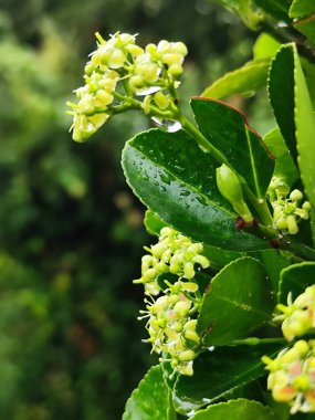 Bahçedeki güzel ortanca çiçekleri 