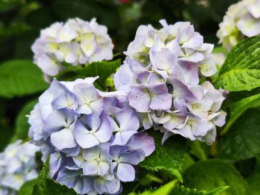 Bahçedeki güzel ortanca çiçekleri 