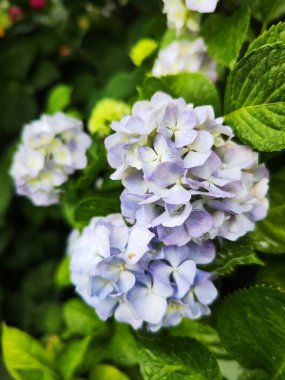 Bahçedeki güzel ortanca çiçekleri 