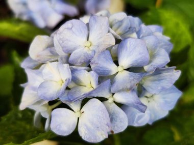 Unaspis euonymi ya da öonymus ölçeği 