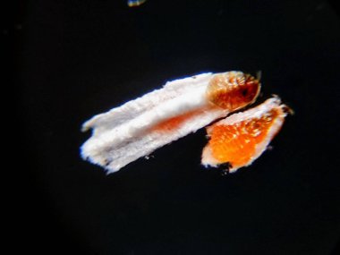 Unaspis euonymi ya da Euonymus ölçeği yetişkin erkek ve sürüngen.