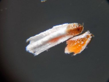 Unaspis euonymi ya da öonymus ölçeği 