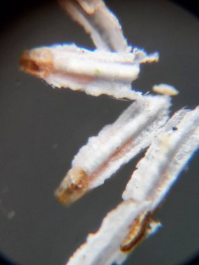 Unaspis euonymi ya da öonymus ölçeği 