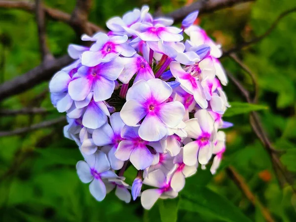 Vackra Phlox Blommor Trädgården — Stockfoto