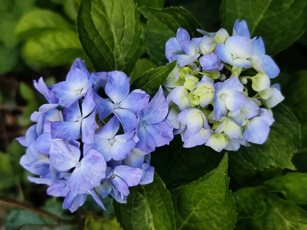 Bahçedeki Güzel Ortanca Çiçekleri — Stok fotoğraf