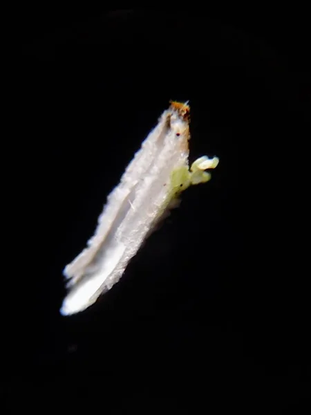 stock image Unaspis euonymi or the Euonymus scale 