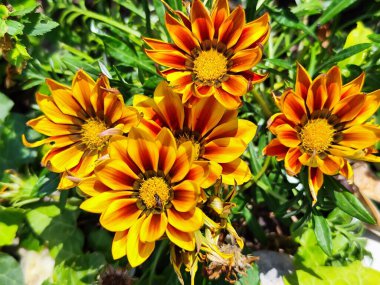 Bahçedeki güzel çiçekler