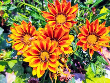 Bahçedeki güzel sarı çiçekler