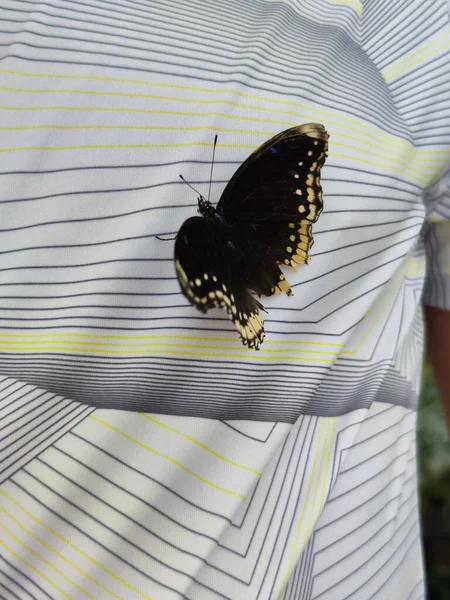 Papillon Sur Shirt — Photo