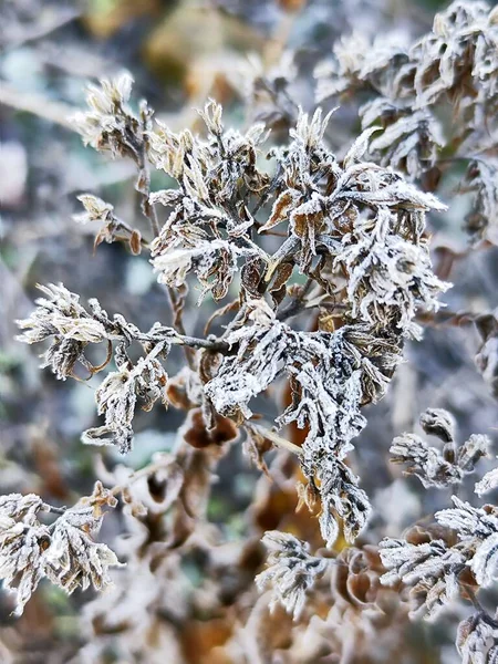 frozen leaves in winter