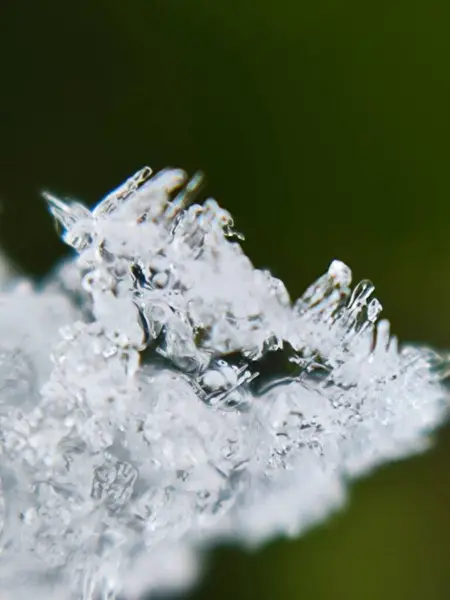 ice crystals on a green leaf