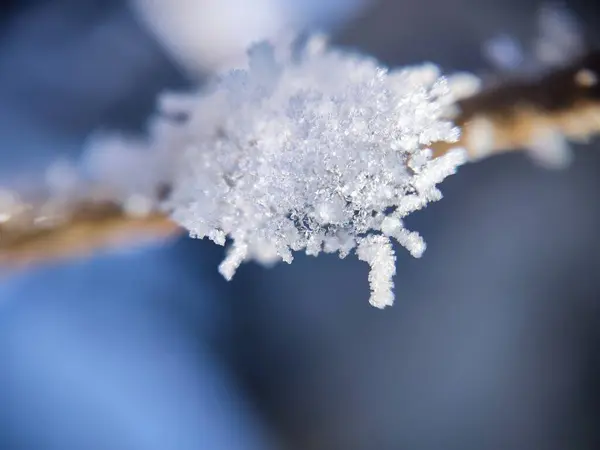 frozen leaf on a white background