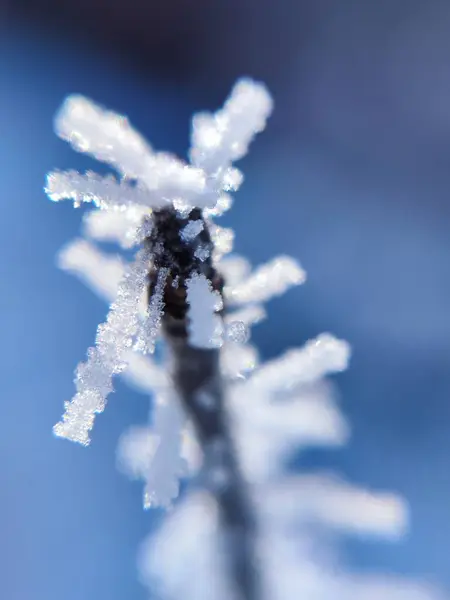 macro photography of a snowflake on a frozen plant in winter