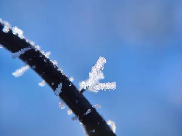 Dalda don var. Kış. makro fotoğraf.