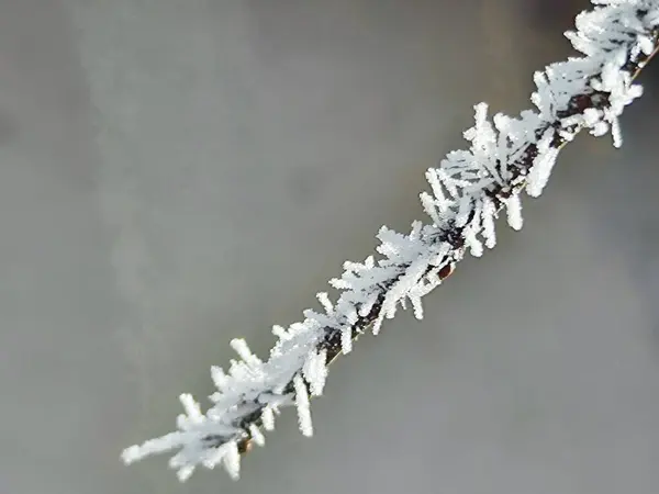 Güzel botanik fotoğrafı, doğal duvar kağıdı.