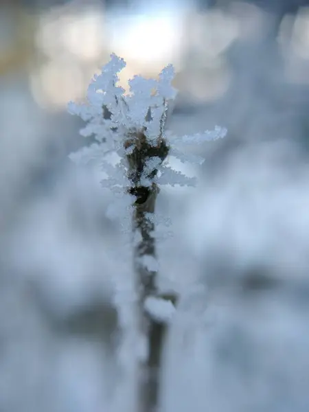 frozen plant in winter forest