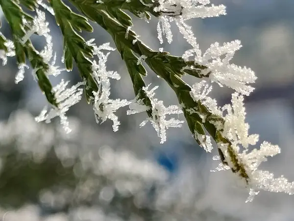 snow covered plant with ice crystals