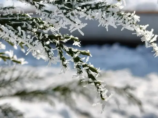winter landscape with snow covered plant