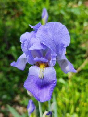 Bahçedeki iris çiçeği