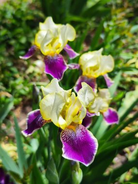 Bahçedeki güzel iris çiçeği