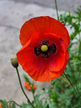 Bahçedeki güzel kırmızı gelincik çiçeğinin yakın görüntüsü.