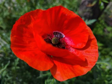 Bahçede kırmızı gelincik çiçeği