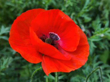 kırmızı gelincik çayırda