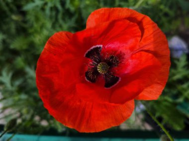 Yaz aylarında kırmızı haşhaş